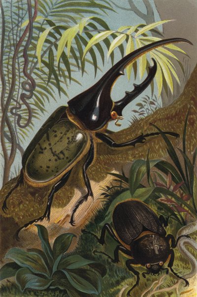 Scarabeo Ercole da European School