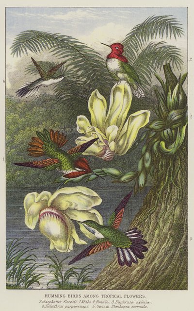 Colibrì tra fiori tropicali da European School
