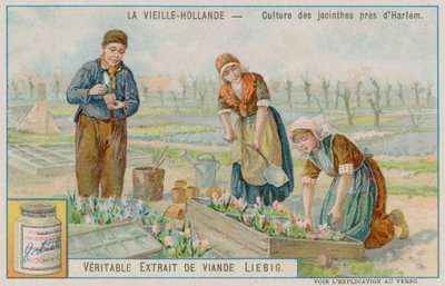 Coltivazione di giacinti vicino a Haarlem da European School