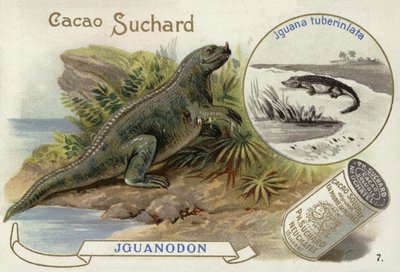 Iguanodon e iguana tubercolata da European School
