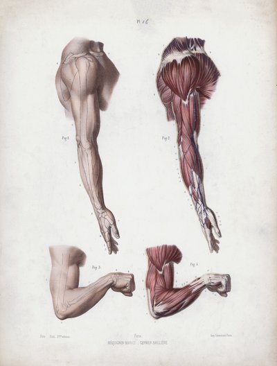 Illustrazione per L