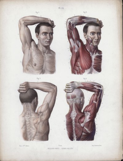 Illustrazione per L