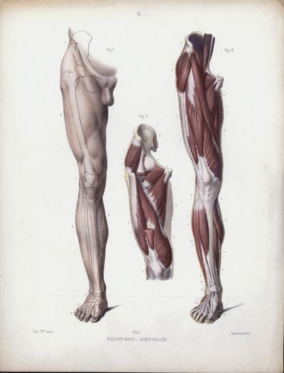 Illustrazione per L