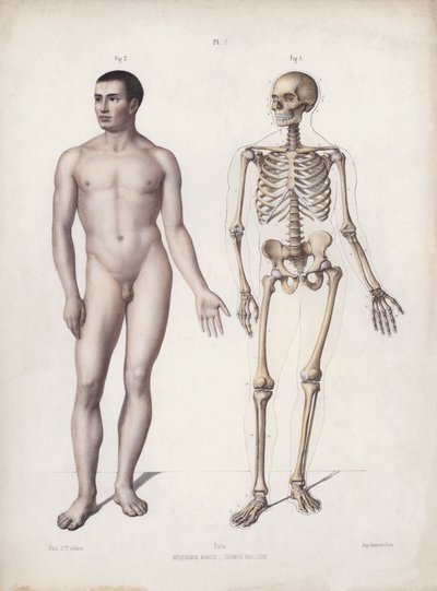 Illustrazione per L