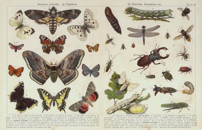 Insetti e altri invertebrati da European School