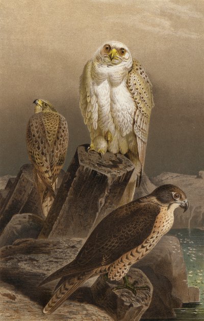 Falco da caccia da European School