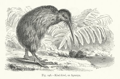 Kiwi-kiwi, o Apteryx da European School