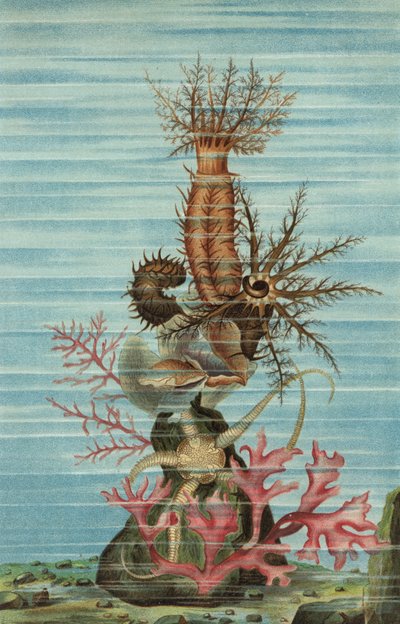Olutoria spinosa da European School