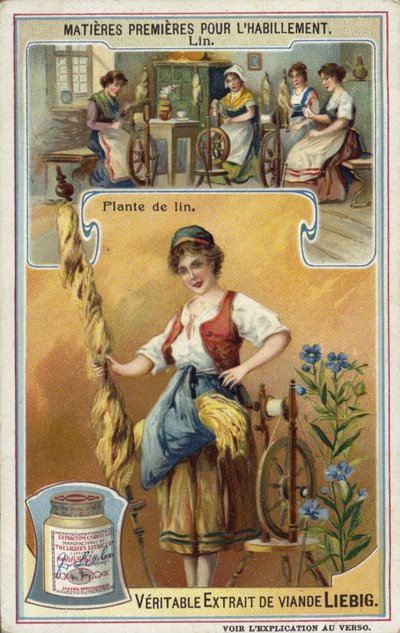Lino: pianta di lino da European School