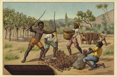 Caricamento dei baccelli di cacao nei sacchi, Africa da European School