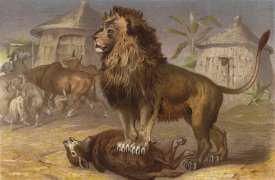 Leone nella seriba da European School