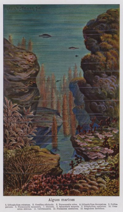Alghe marine (litografia a colori) da European School