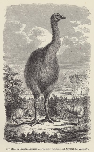Moa, o Dinornis giganteus restaurato; e Apteryx, A Mantelli da European School