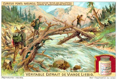Ponte naturale formato da alberi caduti e ricoperti di vegetazione in Canada da European School