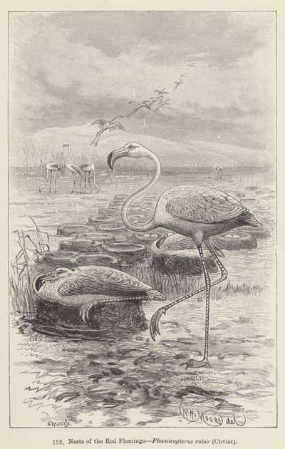 Nidi del fenicottero rosso, Phoenicopterus ruber, Cuvier (incisione) da European School