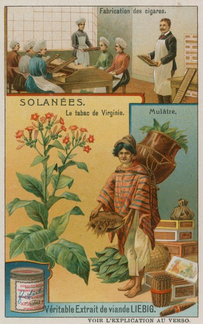 Nicotiana o tabacco da European School