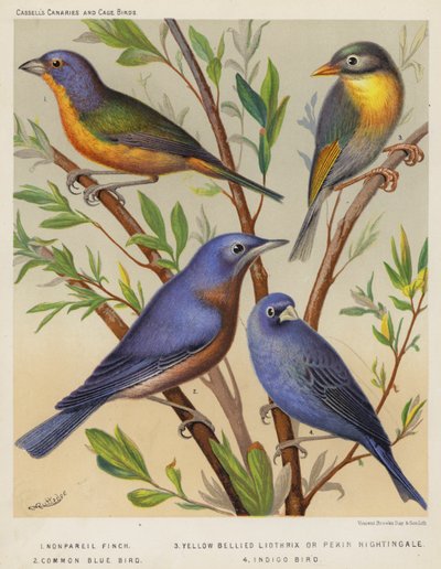 Fringuello Nonpareil, Liothrix dal Ventre Giallo o Usignolo di Pechino, Uccello Azzurro Comune, Uccello Indaco da European School