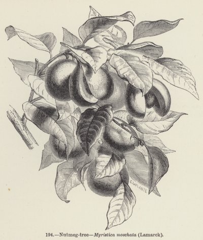 Albero della noce moscata, Myristica moschata, Lamarck da European School
