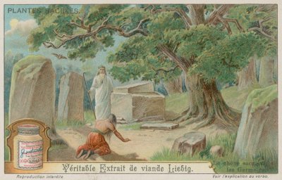 Quercia sacra agli antichi tedeschi da European School