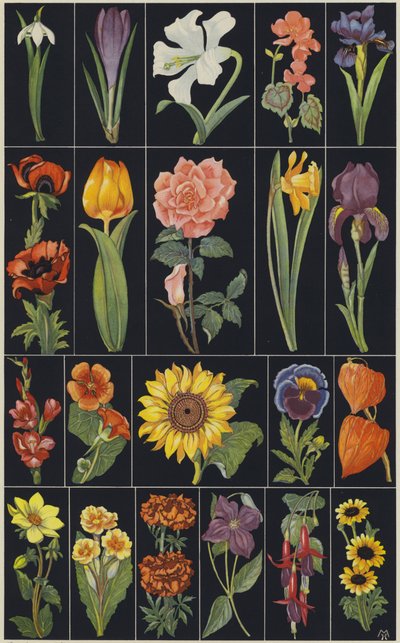 Pagina del libro illustrato per bambini Fiori (litografia a colori) da European School
