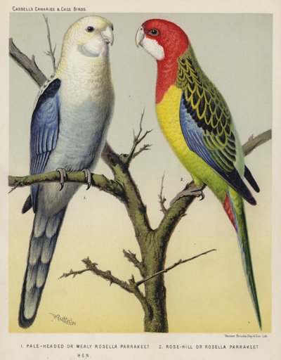 Parrocchetto rosella dalla testa pallida o farinosa, parrocchetto rosella di Rose-Hill, gallina da European School