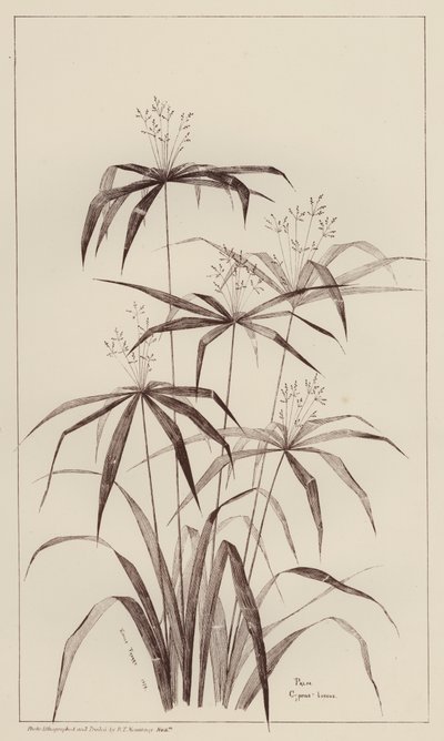 Cyperus Luscus della Palma da European School