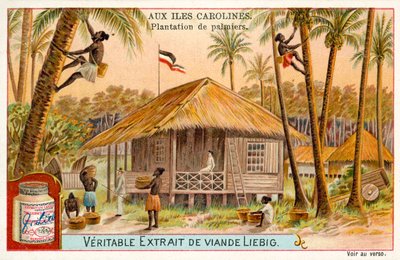 Piantagione di palme, Isole Caroline da European School