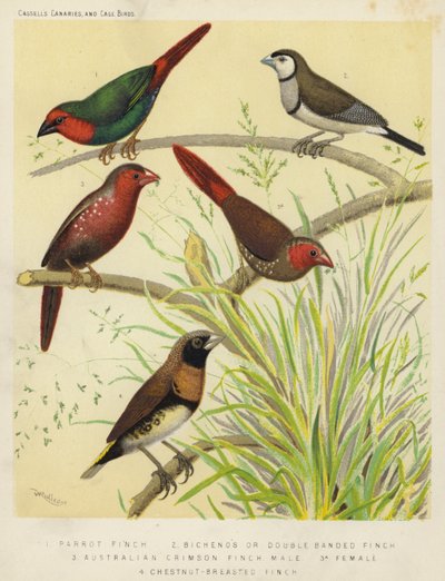 Diamante pappagallo, Diamante di Bichenov, Diamante cremisi australiano, Maschio, Femmina, Diamante petto castano da European School