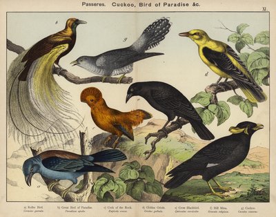 Passeriformi, Cuculo, Uccello del Paradiso da European School
