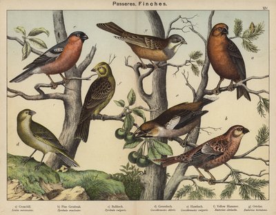 Passeriformi, Fringuelli da European School