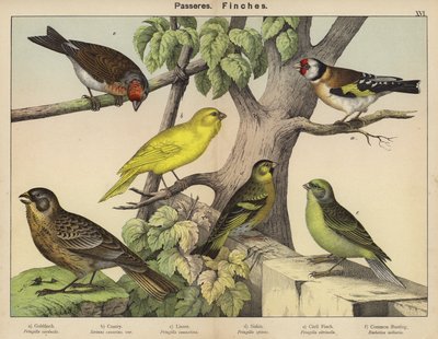 Passeriformi, Fringuelli da European School