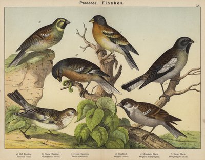 Passeriformi, fringuelli da European School