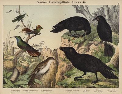 Passeriformi, colibrì, corvi da European School