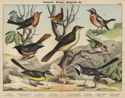Passeriformi, Scriccioli, Ballerine da European School