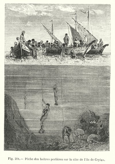 Pesca delle ostriche perlifere sulla costa dell