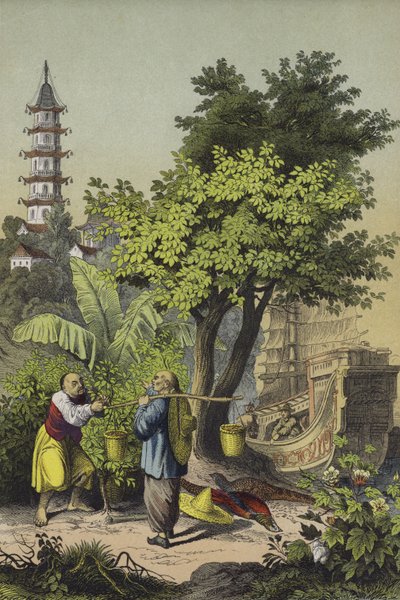 Persone e piante della Cina da European School