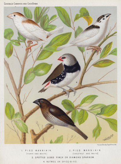 Mannikin Pezzato, Fulvo e Bianco, Castano e Bianco, Fringuello Macchiato o Passero Diamante, Uccello della Noce Moscata o Uccello delle Spezie da European School