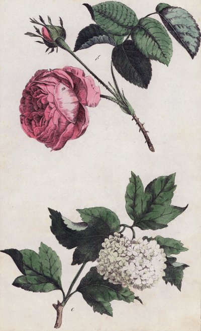 Rosa rosa e ortensia bianca (litografia a colori) da European School