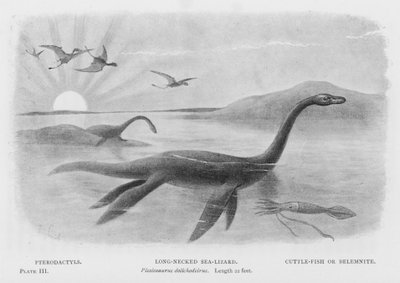 Pterodattili, lucertola marina dal collo lungo, Plesiosaurus dolichodeirus, lunghezza 22 piedi, seppia o Belemnite (litografia) da European School