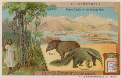 Puerto Cabello e il suo Forte con un Tapiro e un Formichiere da European School