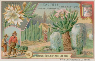 Regina della notte, Principe Leuchtenberg e cactus dalla barba grigia da European School