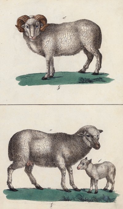 Montone, pecora e agnello (litografia a colori) da European School