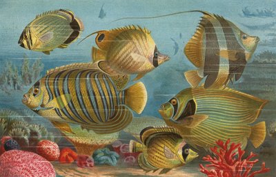 Pesce con squame da European School