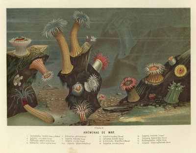 Anemoni di mare da European School