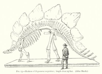 Scheletro di Stegosaurus ungulatus da European School