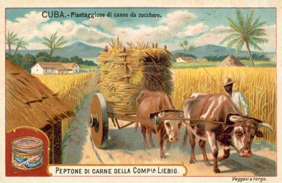 Piantagione di canna da zucchero, Cuba da European School