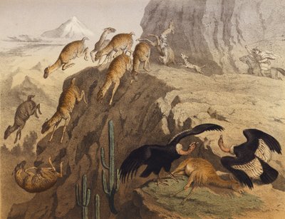 Le montagne delle Ande in Perù da European School
