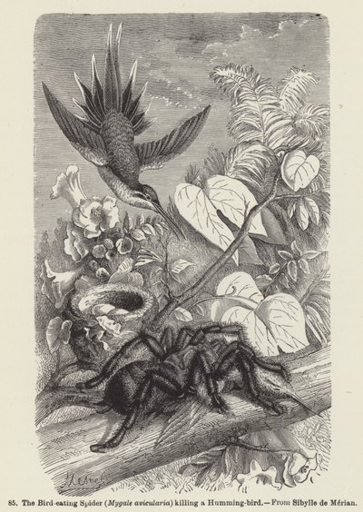Il ragno mangiatore di uccelli (Mygale avicularia) che uccide un colibrì (incisione) da European School