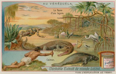 Le Creature della Laguna con un Alligatore e un Lamantino e un Albero di Mangrovie da European School