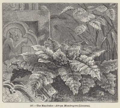 La mandragora, Atropa Mandragora, Linneo da European School